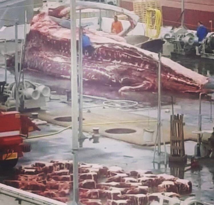 whalewatchers7's tweet image. #stopkillingourfriends #savetheecosystem