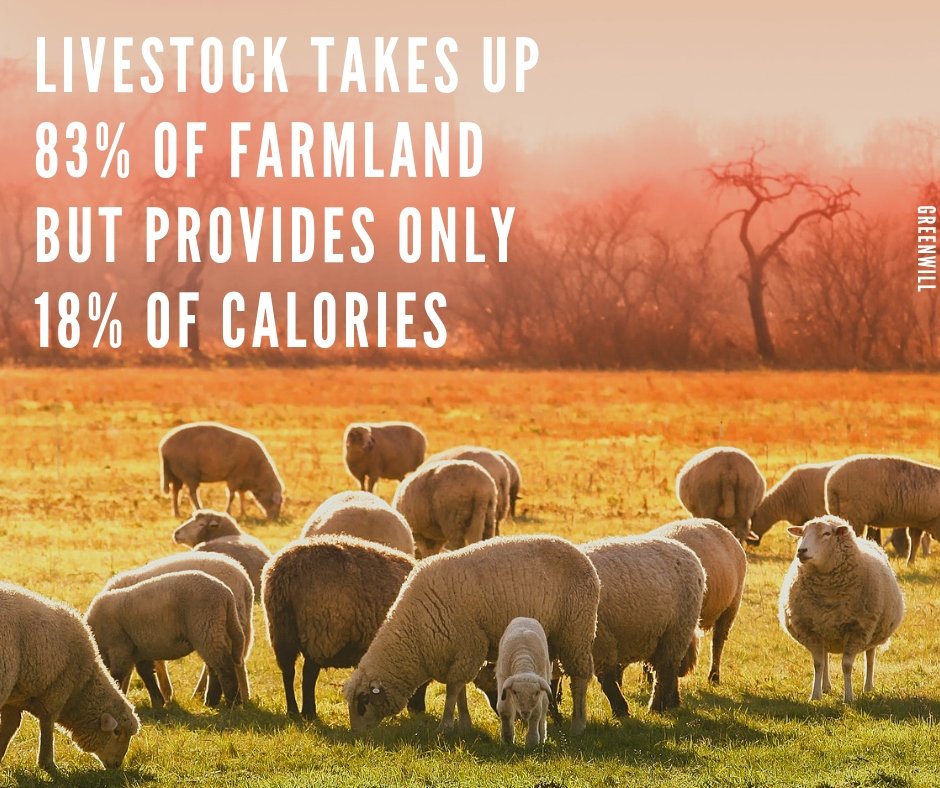 GREENWILLorg's tweet photo. Did you know that livestock is by far the most damaging farming practice, taking up 83% of farmland but only providing 18% of calories intake? Indeed, the meat and dairy industry is responsible for 60% of agriculture’s greenhouse gas emissions as well as global acidification. https://t.co/slfo25Auf3