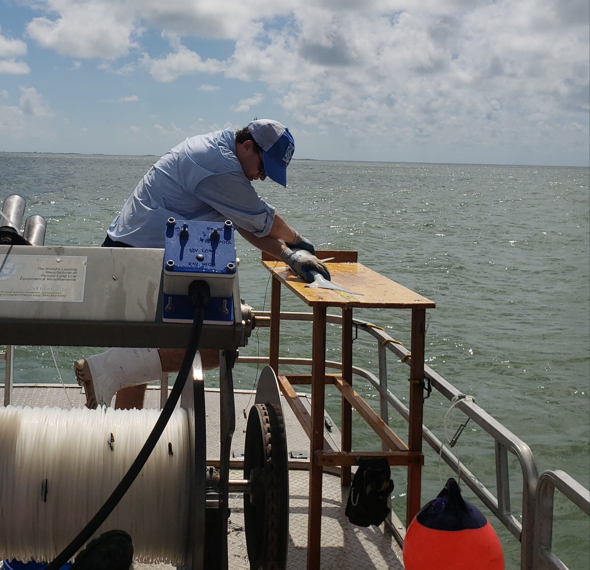 TXSeaGrant's tweet image. #GradStudentSpotlight.@DomSwift1 studies genetic🧬population structure of blacktip #sharks 🦈 in the Atlantic and Gulf of Mexico. Results suggest blacktips from these two areas are distinct, indicating limited movement ⛔️🔁 and resulting gene flow. #science #scicomm #research
