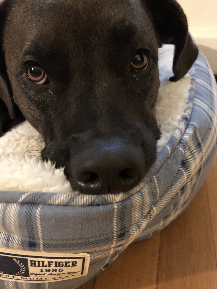 Vada_Pupper's tweet photo. @nicolepollakk Hang in there. https://t.co/TXn4WfPOkM