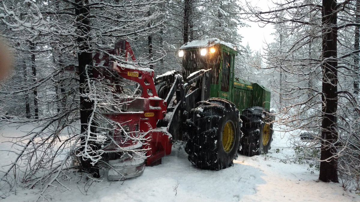 FerlinNeil's tweet image. Lovely day in the woods