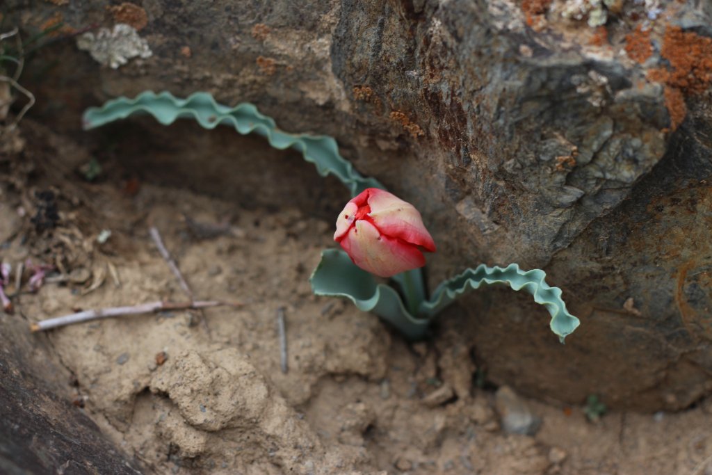 Tulip Hunting in Uzbekistan and beyond webcowgirl.wordpress.com/2018/11/29/tul…