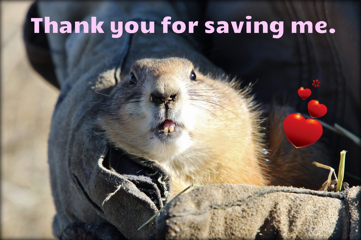 NoCo_PDogs's tweet photo. We're down to the final days of trapping at the OTN sites! Remember: Until we locate the secret prairie dog Fort Knox, relocations are *yours &amp; mine* to pay for. Please make a gift today &amp; share our GoFundMe. You can get them #HometothePrairie. https://t.co/TA87RKM256 https://t.co/hx7V4k3iy9