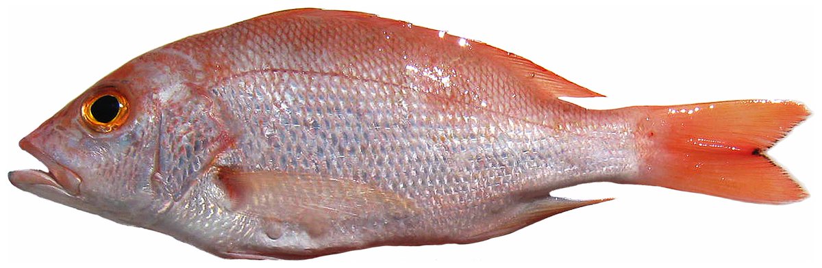 SeasourceImport's tweet image. Historically low prices on caribbean red snapper.  If you're in need, contact @SeasourceImport for deals!