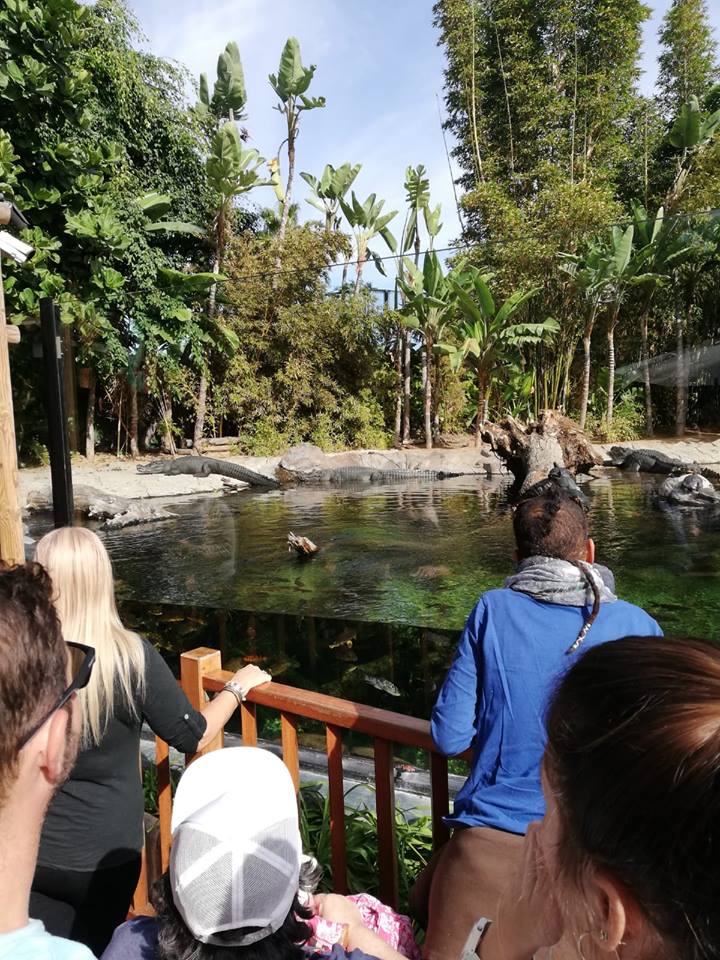 AsocRayuela's tweet photo. En la 3ª actividad del Proyecto #IntegraRayuela hemos hecho una visita al @LoroParque. Una actividad de respiro y ocio que ha permitido compartir un espacio de disfrute y distensión.
Trabajamos con personas perceptoras de la PCI del municipio de #LaLaguna
https://t.co/yrV7afFNBG https://t.co/BUrsgjkS3J