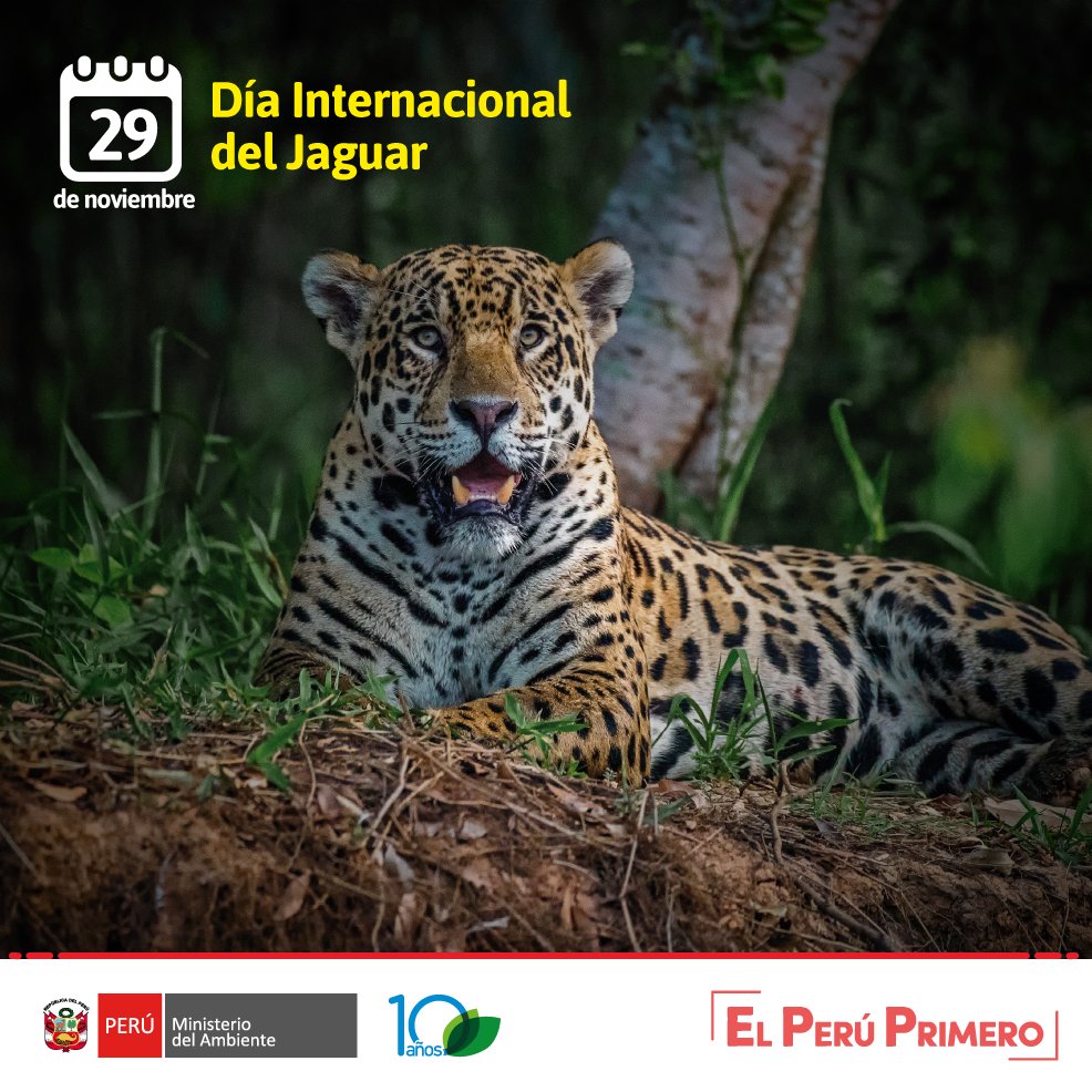 MinamPeru's tweet photo. ¡Hoy celebramos por primera vez el #DíaInternacionalDelJaguar! 🐅
Este felino simboliza poder, valentía y fertilidad en la mitología indígena.  
Perú y 13 países de la región trabajan para salvar al felino más grande de América y el Caribe. 
#YoDefiendoAlJaguar 
#PerúNatural https://t.co/q1JEiuVwGK
