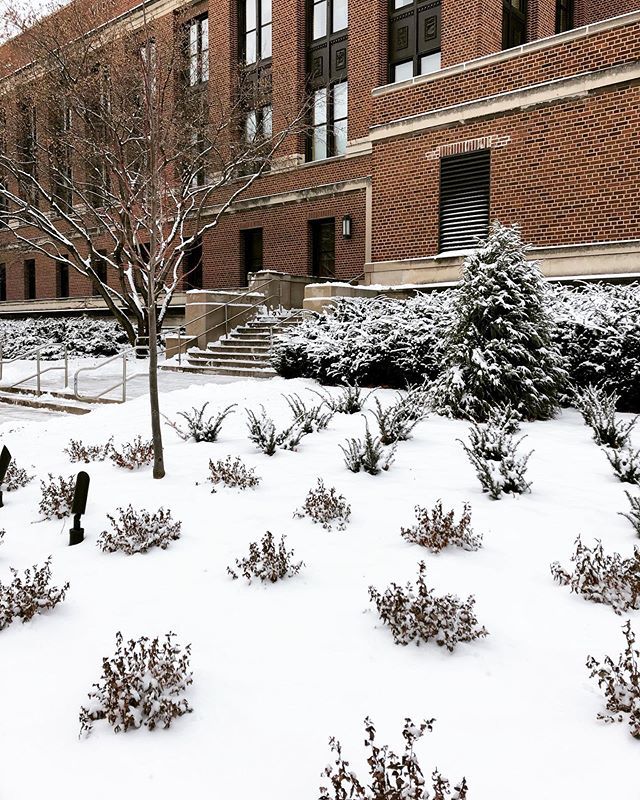 umnlib's tweet image. Hello snow! ❄️ #almostdecember #winter ift.tt/2AwYduv