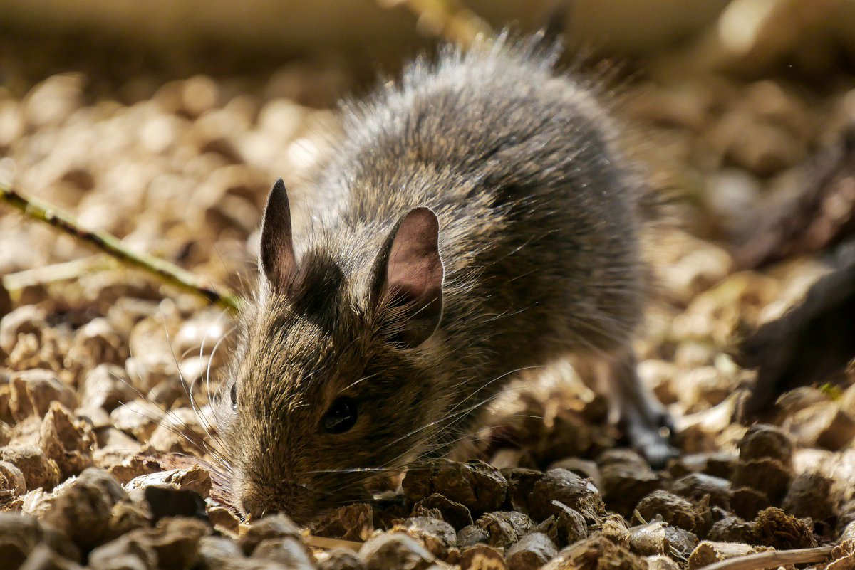 sstrikepest's tweet photo. Keep an eye out for the signs of rats, they will be looking for warm places to nest!

#suddenstrike #pestcontrol #rodents #rats https://t.co/VDgzAJyqcU
