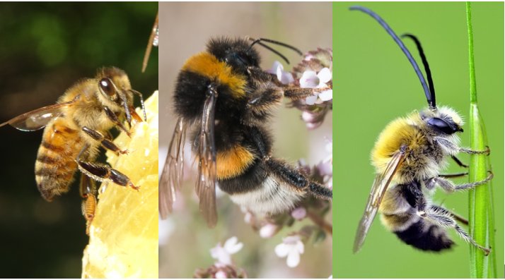 [INACCEPTABLE] Les Etats membres de l'UE opposés à une évaluation rigoureuse des impacts des pesticides sur les #abeilles et #pollinisateurs sauvages. Prochaine réunion décisive les 12 et 13/12 à Bruxelles.  LIRE NOTRE COMMUNIQUE 👉bit.ly/2zvXCKa