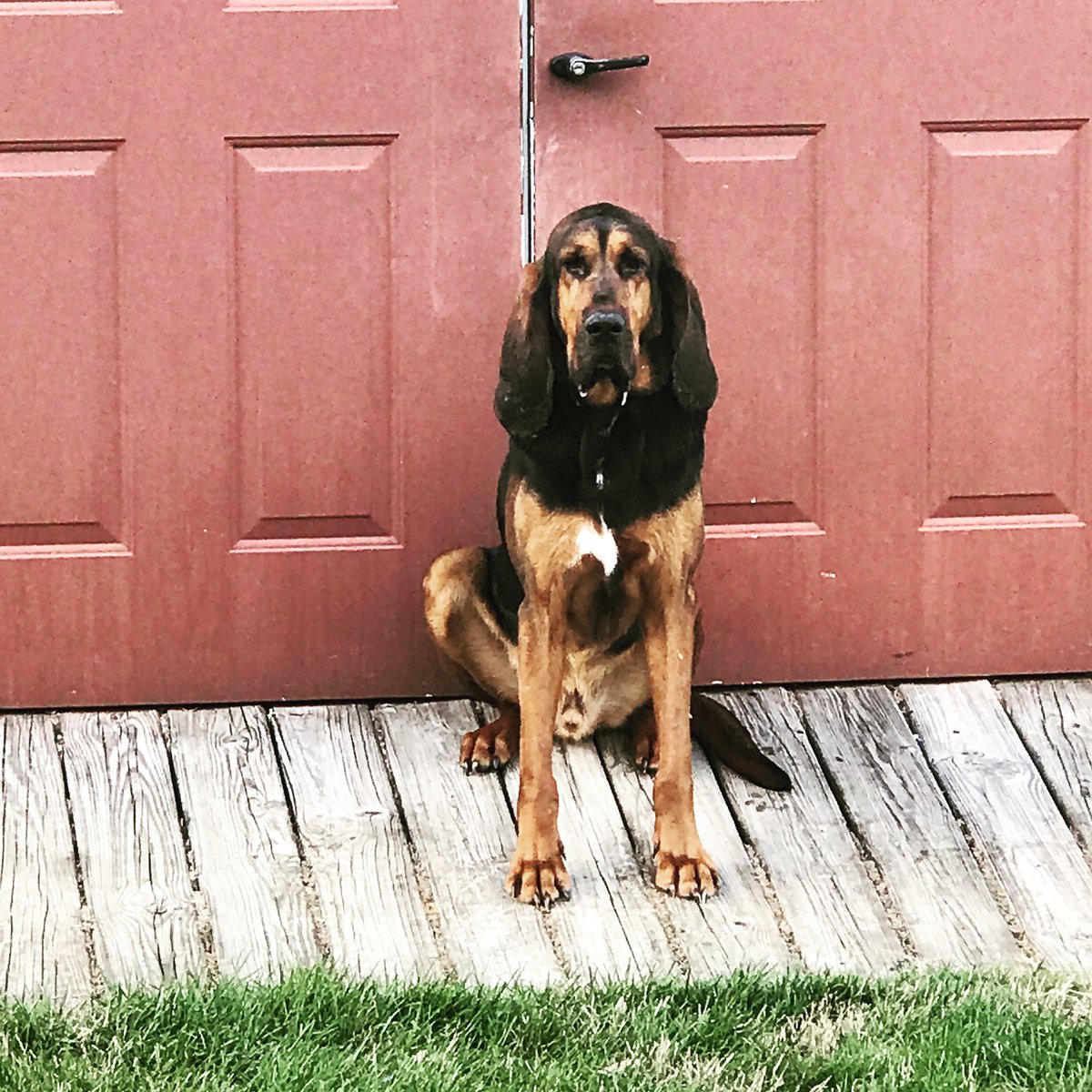 MDSP's tweet photo. #MISSING @MDSP are asking for the publicโs assistance in helping locate a member of the K9 unit that went missing Wednesday night in Talbot County. Help us bring Gunner home safely. READ and SHARE >> https://t.co/RdOmhdq9tX https://t.co/sJ6Z4ifLvG