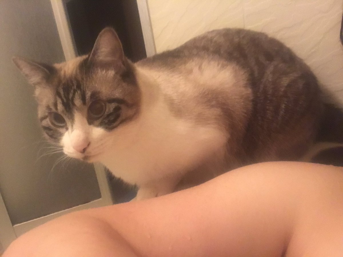 お風呂タイムもさびしんぼねこ お風呂タイムもさびしんぼねこ