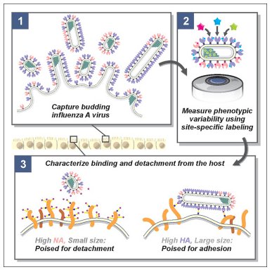 Online now! Live imaging of #influenza A produces virions with big variations in size and composition even from single infected cells. This variability contributes to virus survival, including exposure to antivirals cell.com/cell/fulltext/…