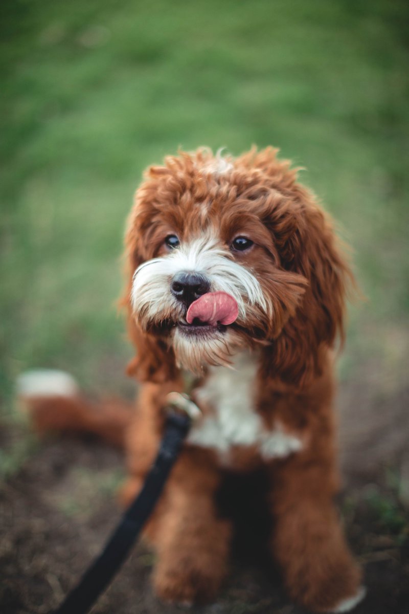 Activ4Pets's tweet photo. Dreaming of holiday cookies π
.
.
.
#dogsofinstagram #foodcoma #activ4pets #pethealth #doglovers https://t.co/Q9efgxUSw0