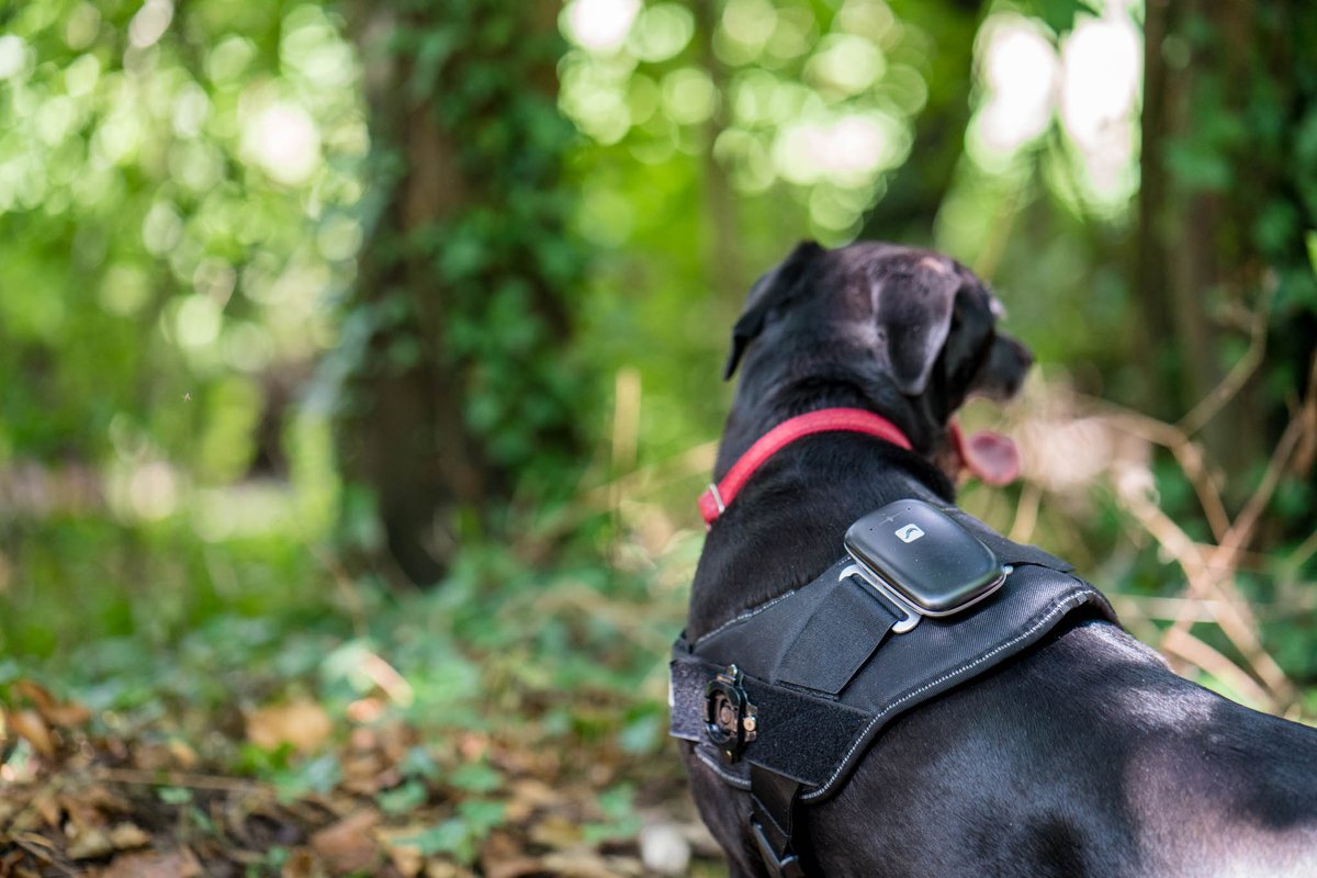 Tailtale_tech's tweet photo. As some of you know, our Kickstarter campaign was unfortunately unsuccessful. We have learnt a lot &amp; will continue to develop the TailTale App to be the best companion app for dog owners. Thank you to everyone who has supported us along this journey, keep in touch on our app 😊 https://t.co/WYHXJqvz5A