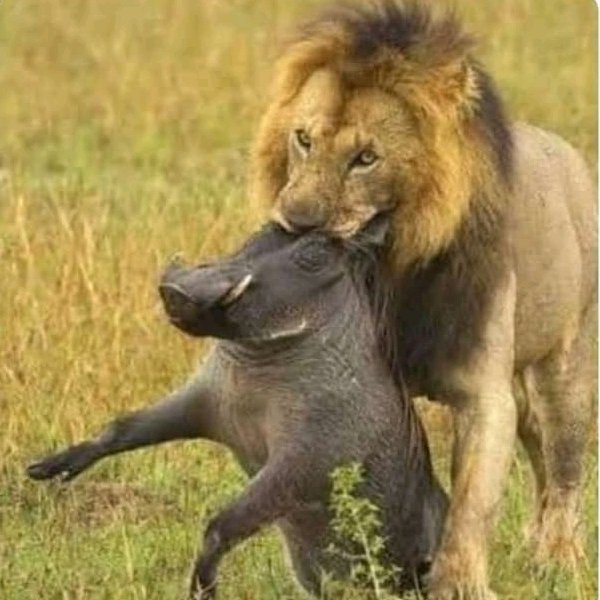 dobletmp's tweet photo. Supuestamente pumba ya no va aparecer en la película #ElReyLeon https://t.co/yknoM65C5g