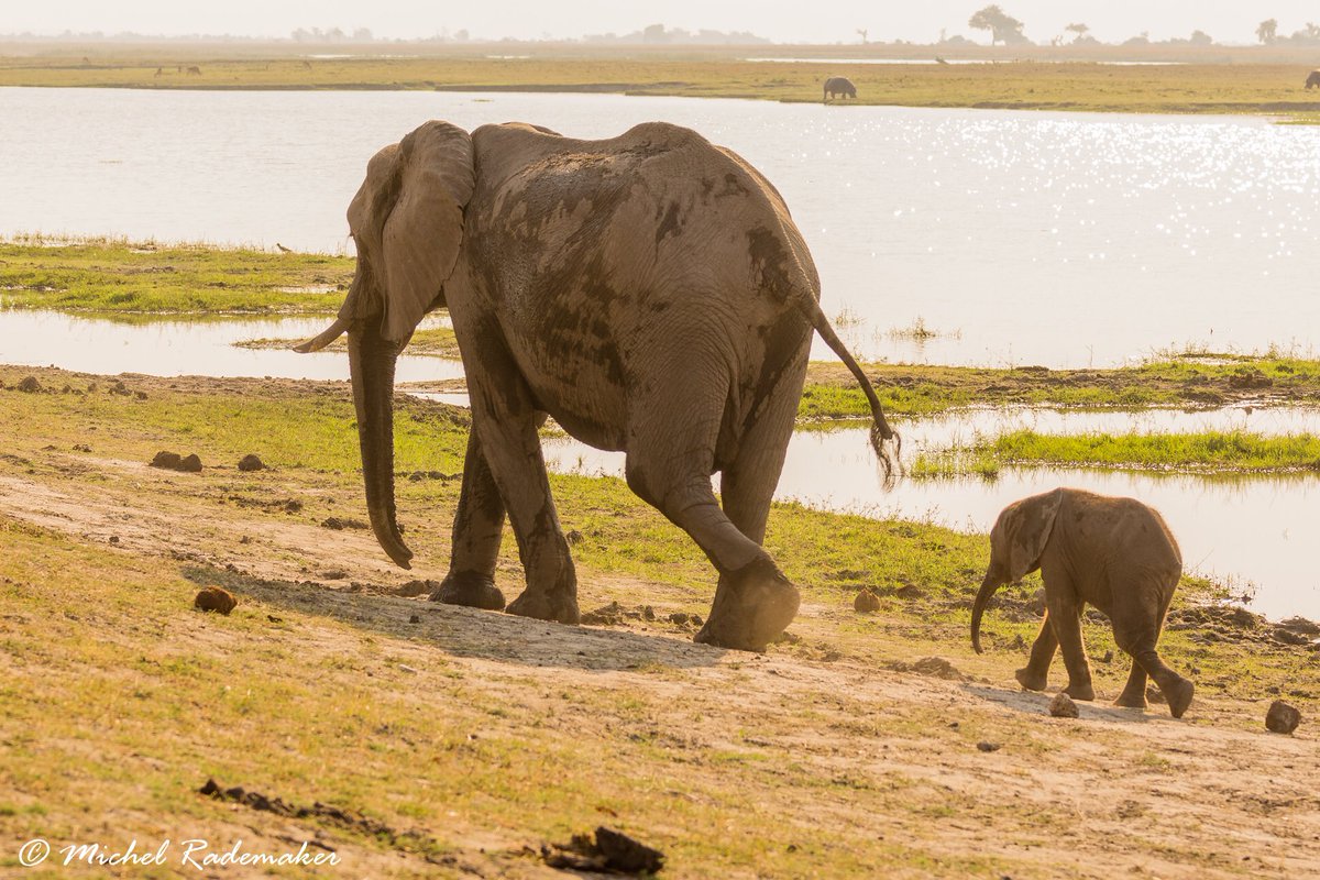 rademakerphotos's tweet photo. This baby #elephant lost it’s tail, most likely to a #lion or #hyena, so staying close to it’s mother is probably the best idea... Photographed in #Chobe National Park, #Botswana. https://t.co/KcCry87NHU