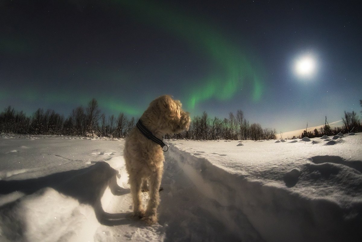 AngryTheInch's tweet photo. Tellus checking out the Moon the night after the "supermoon" of December last year.
He's been known to bark at our lovely natural satellite once or twice, doesn't seem to notice the aurora at all though. 🌖 https://t.co/9MweJGuhGH