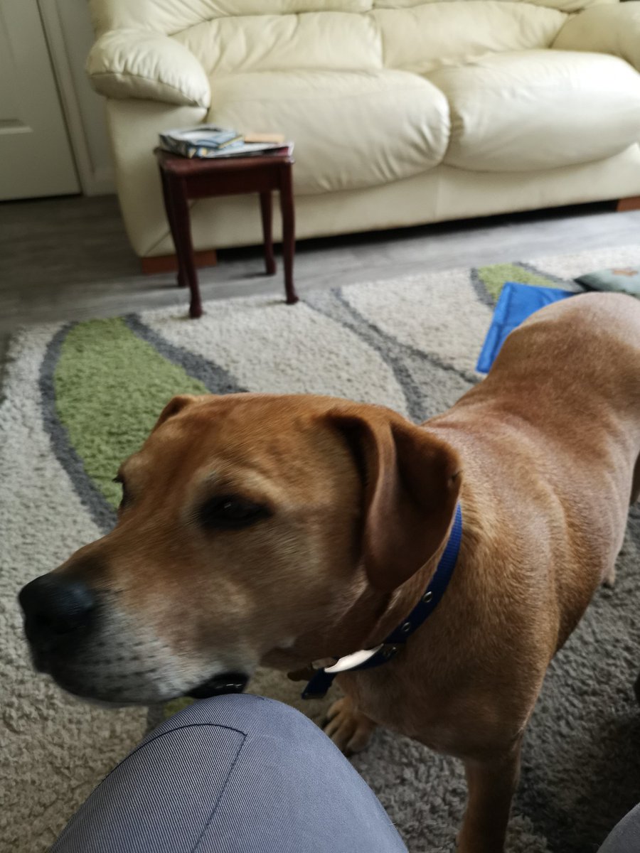 valgibbons53's tweet photo. @Ladyannafoster @bbcnewcastle This is Dezzy (was Diesel) rehomed from you in February this year. He loves to sleep and eat. https://t.co/6jEtkDMxlz
