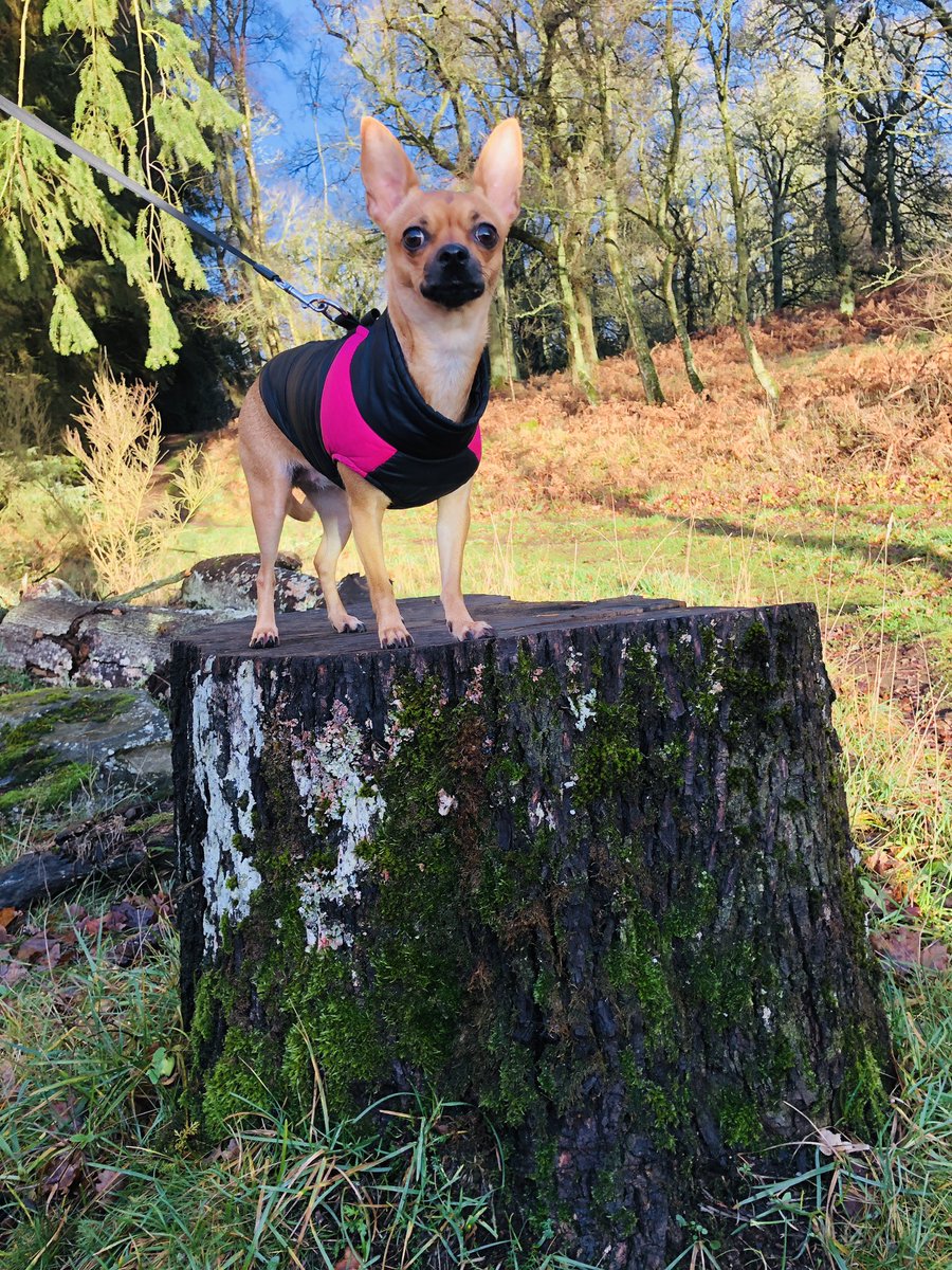 MissChief__'s tweet photo. @caitrionambalfe @SamHeughan @Writer_DG
Guess where I was with my wee dog? #FrasersRidge #Outlander #FirstVisitor ππ²πΎπΏ https://t.co/IrQEesScXE