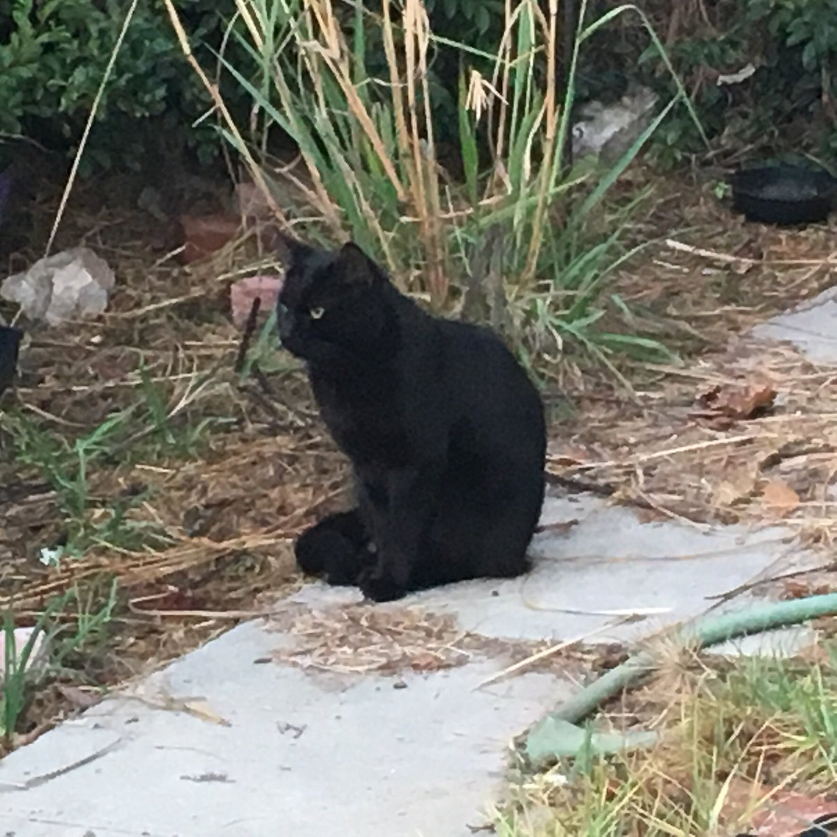 kittybungalow's tweet photo. #TNRThursday
🎼we’re goona get you baaabiees, we’re gooona get you, yes we are🎶 They alluded us the 1st time we #Trapped, but we #NeverGiveUp b/c #TNRworks You can help LA be #NoKill #onecatatatime-#SPAYORNEUTER your cat! Low/no cost @FixNation @TeamSpay4LA @LUCYPETFDN @SNPLA https://t.co/IgVkOAOyN4
