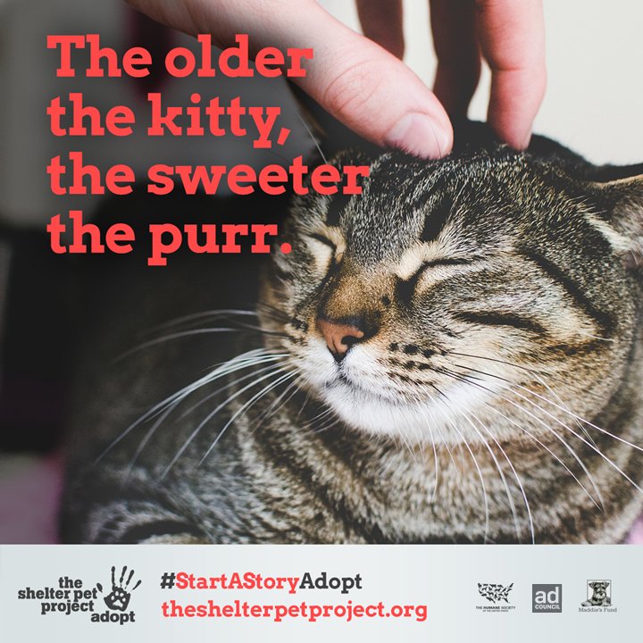 esperanzaMag's tweet photo. Looking for the purr-fect companion to help with relieving stress and providing comfort? @shelterpets is sharing why you should consider an older furry friend for #AdoptASeniorPetMonth!  https://t.co/71MSBscwuF #pets #mentalhealth #catlovers https://t.co/2GyUVMhAW2