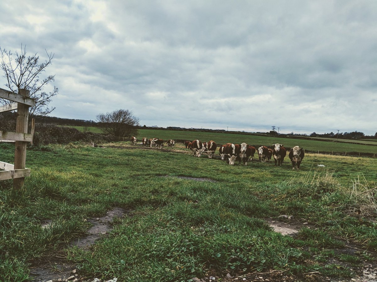 dippyeggfarmer's tweet photo. There's nothing like rounding up 30 stray cattle on your land to cure a hangover!!! #SoberAgain π https://t.co/VQ9ykAm91j