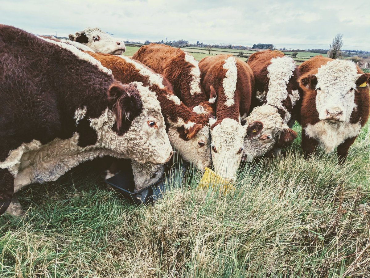 dippyeggfarmer's tweet photo. There's nothing like rounding up 30 stray cattle on your land to cure a hangover!!! #SoberAgain π https://t.co/VQ9ykAm91j