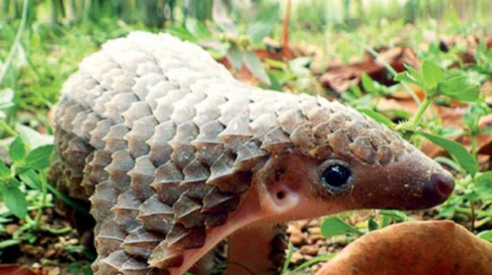 PangolinSG tweet picture