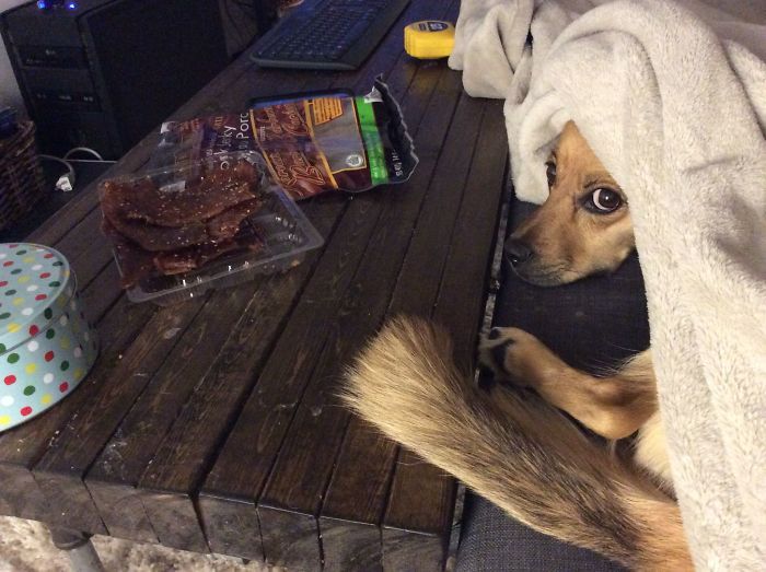 Someone Asks What’s The Weirdest Habit Their Pets Have, And People Deliver #pets #feedly boredpanda.com/weird-harmless…