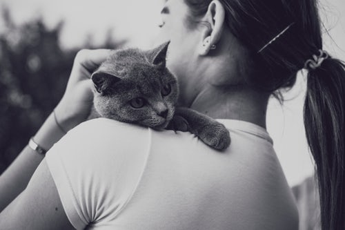 animalsdr1's tweet photo. December marks National Cat Lovers Month! Let’s celebrate our cats! https://t.co/qC23uH7B7X