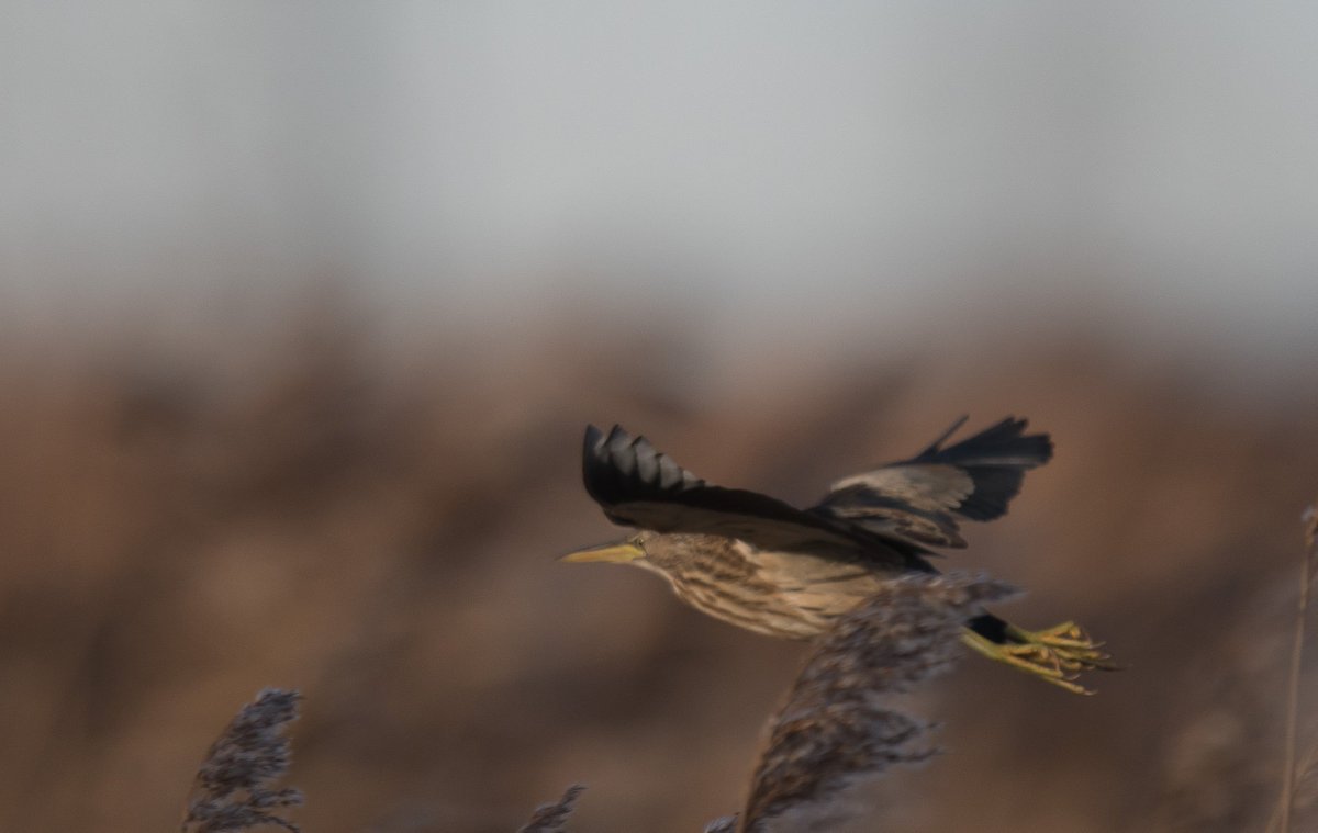 little bittern saltholme 1.30 today.