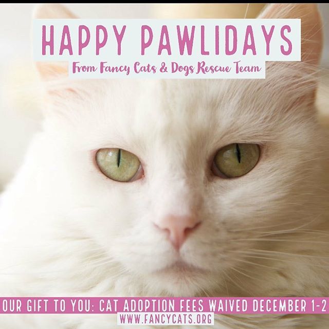 fancy cats rescue team