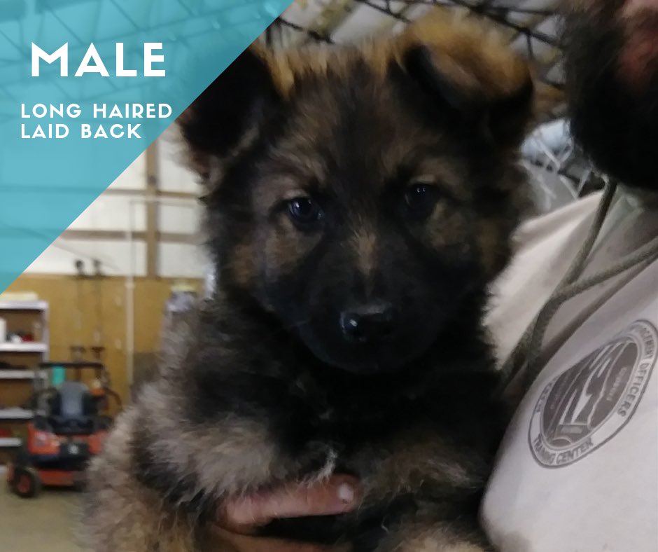 We still have two puppies available! Contact us for more information