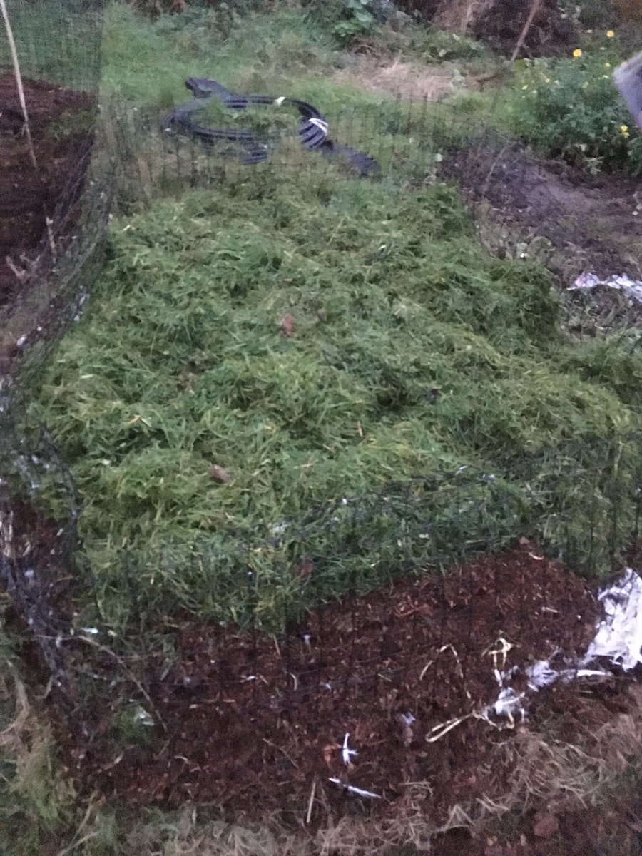 SalakeeFarm's tweet image. Our first trial of trying to compost the small amount of duck waste we get from processing. Lots of manure, grass clippings and newspaper to make sure it’s well covered from any rodents. Will know how well it worked in spring.
