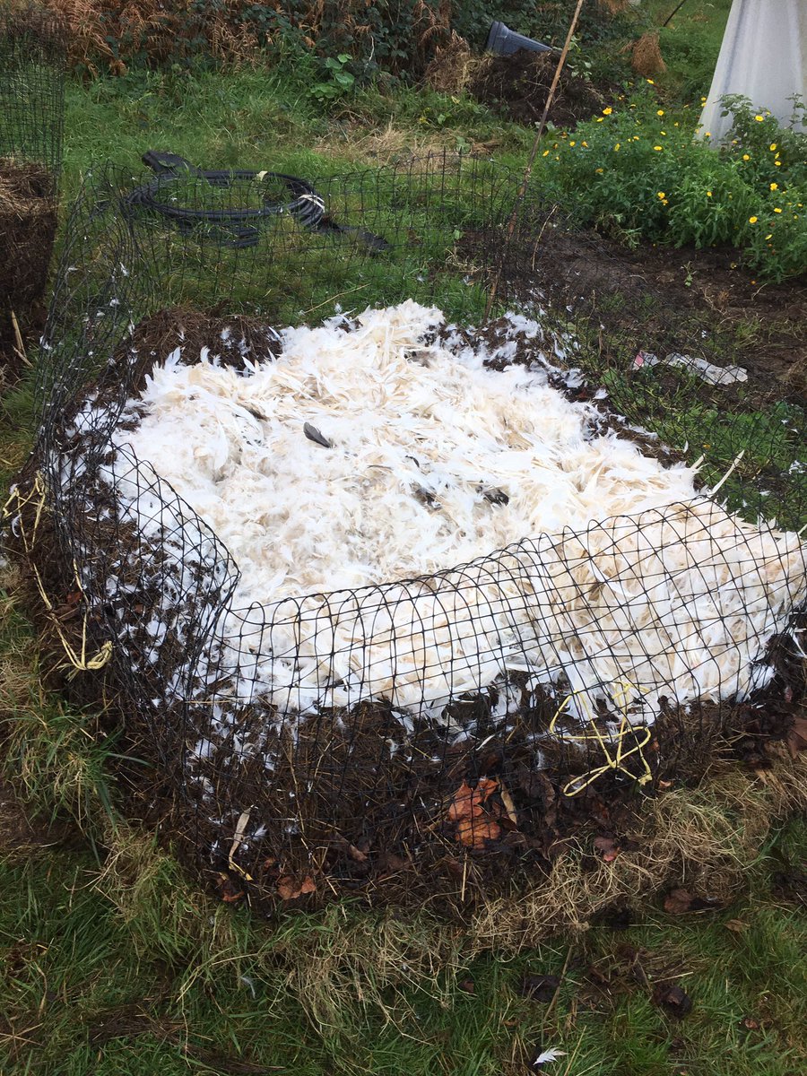 SalakeeFarm's tweet image. Our first trial of trying to compost the small amount of duck waste we get from processing. Lots of manure, grass clippings and newspaper to make sure it’s well covered from any rodents. Will know how well it worked in spring.