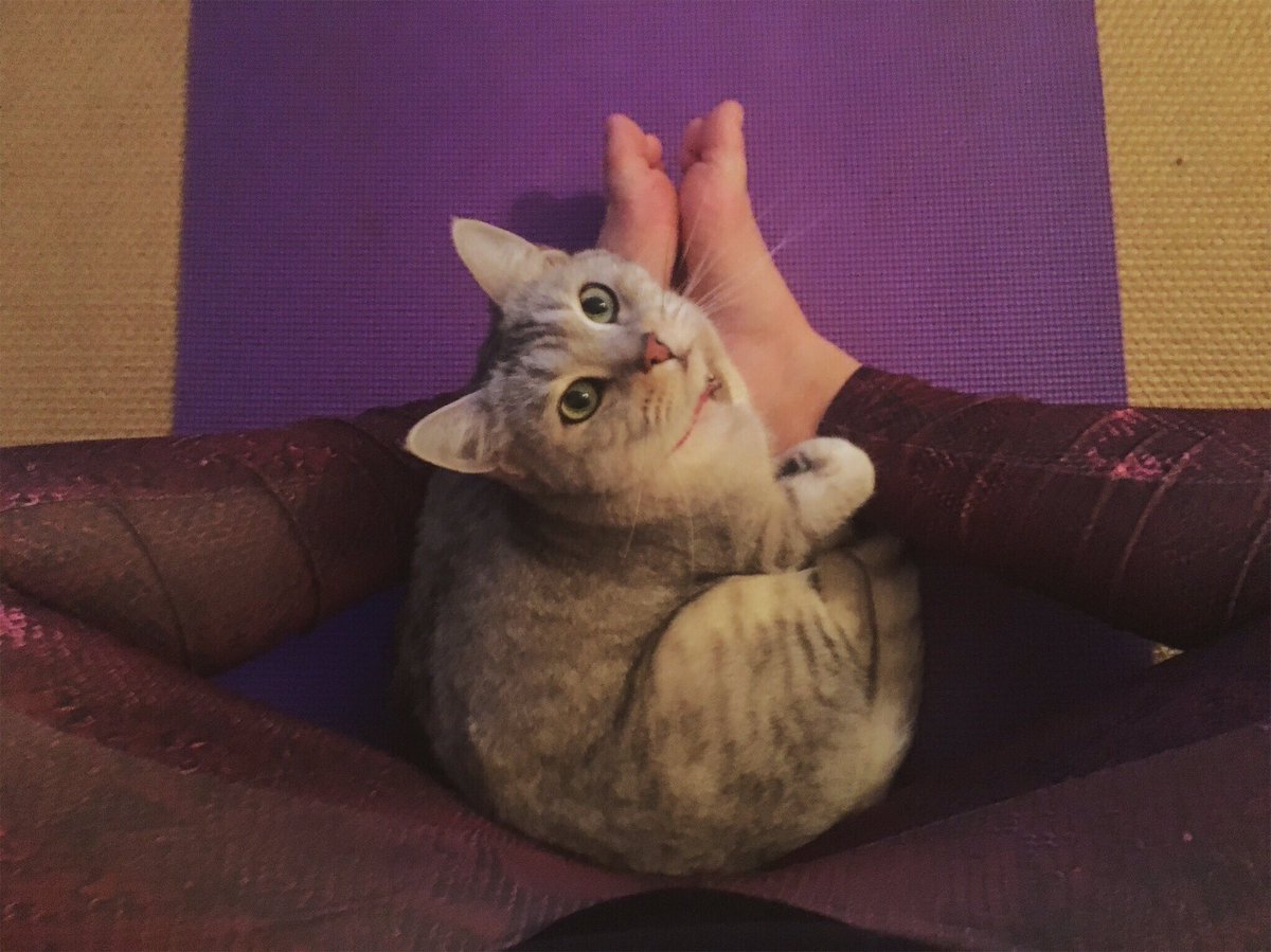 tilly_kirby19's tweet photo. Milo and @Missguided snakeskin leggings, improving my day one mid-flow snuggle at a time #yogawithMilo @yogawithadriene https://t.co/R7QkTcKSjn