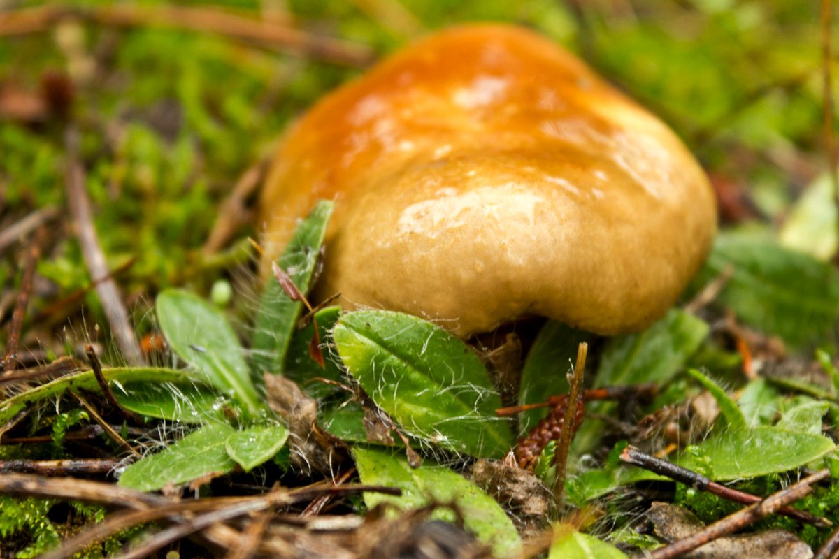 Queda menos para acabar la temporada micológica; el frío  llega y las  🍄 setas y níscalos dejarán de brotar.

Aprovecha los últimos fines por Atienza. El pasado fin de semana no se nos dio mal!!

Y reponer fuerzas elmiradordeatienza.com/la-carta

¡¡¡Buen fin de semana setero a todos!!!!