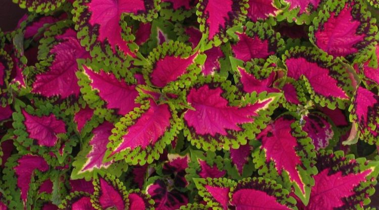 RealstarMGMT's tweet photo. 30 Shade Loving Plants for Your Home or #Apartment -> https://t.co/lZJjXMrajt from our #twitter friends @DIYsCom RT @RealstarMGMT https://t.co/4LlFvGbKYR