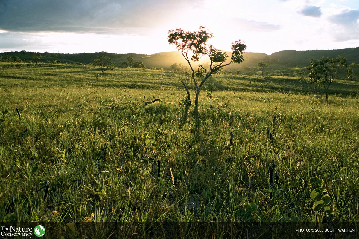 The Nature Conservancy tweet media