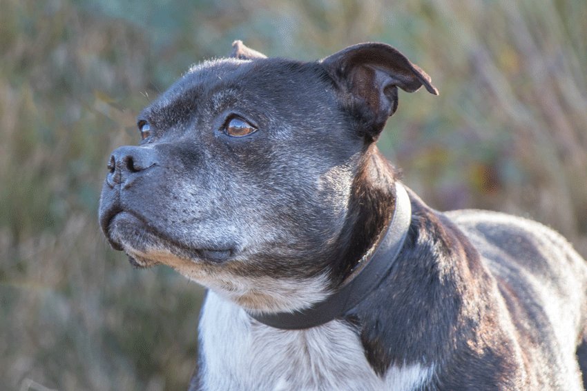 DutchCellDogs's tweet image. Onze oude, maar prachtige Lana, 12 jaar. Onze instructeurs Marlous en Minna hebben haar eerder dit jaar getraind en kort daarna werd ze geplaatst. Nu een half jaartje later heeft Marlous deze dame nog eens mogen fotograferen.
Bekijk in de link hoe het nu met Lana gaat.