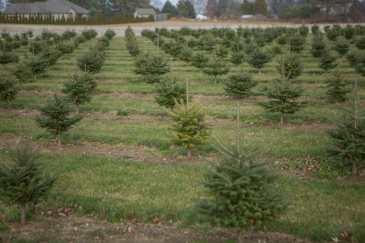 Forsythe Family Farms (ForsytheFarms) Twitter