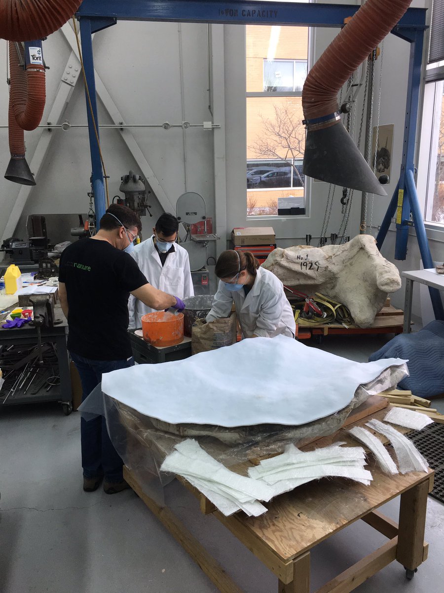 Looks of action in our palaeo lab today. They are smiling behind those safety masks on a #FossilFriday A great paleo team <a href="/MuseumofNature/">Museum of Nature</a> I’m lucky to work with them.