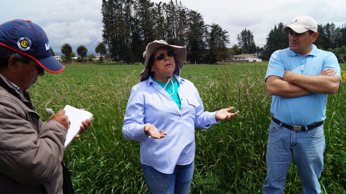 Es un tema de cultura, nos han transmitido de generación en generación la forma de cultivar nuestros productos, que cuando hay presencia de enfermedades no aplicamos correctamente los insumos químicos que curan los cultivos. #LorenaLastres