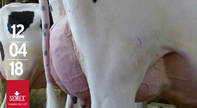 Semex's tweet photo. Less than a week until December proofs! Checkout Sandy-Valley Afterburner! He sires trouble-free cows that are easy to work with featuring balanced, well-attached mammary systems. He was a popular Genomax™ sire, has sons in AI & many of his daughters are bull mothers! #decproofs https://t.co/sioN0tCMDr