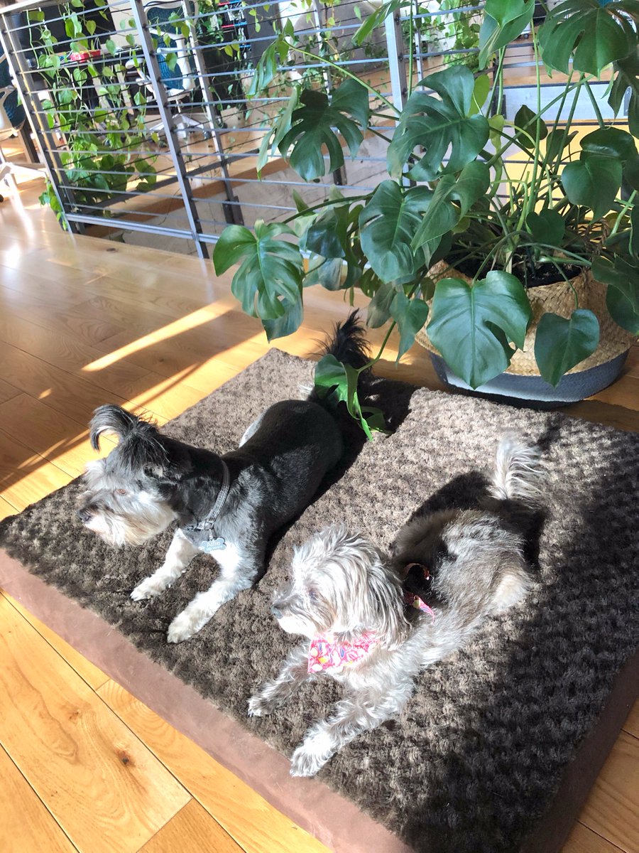 lightspeedsys's tweet photo. Lightspeed: a BYOD (bring your own dog) workplace #officedogs #officedog #LifeAtLS #LSPortland https://t.co/7NqEHEOhdJ