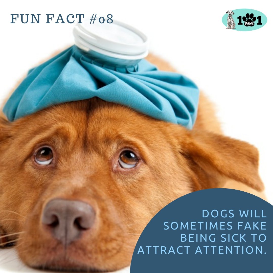 101pawshop's tweet photo. That's okay! We're looking for reasons to cuddle with them anyways! π₯°
Any dog stories to share? πΆβ€οΈ
#101Paws #FunFactFriday #FunFact #dogsoftwitter #dogsofinstagram #Cuddling https://t.co/bXTNklUPVU