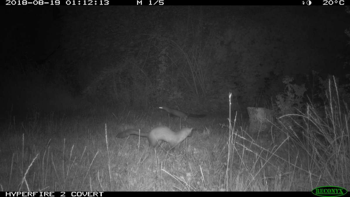 Wildlife Insights On Twitter What Animals Use Your Backyard