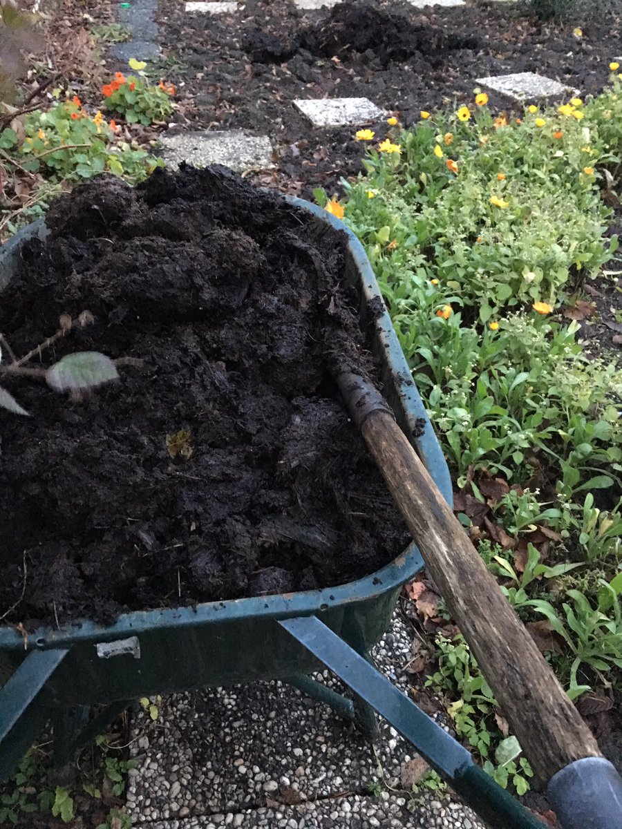 Cadeautje van de boer verderop voor de #moestuin paar kruiwagens koeienmest, ik hou ervan ❤️