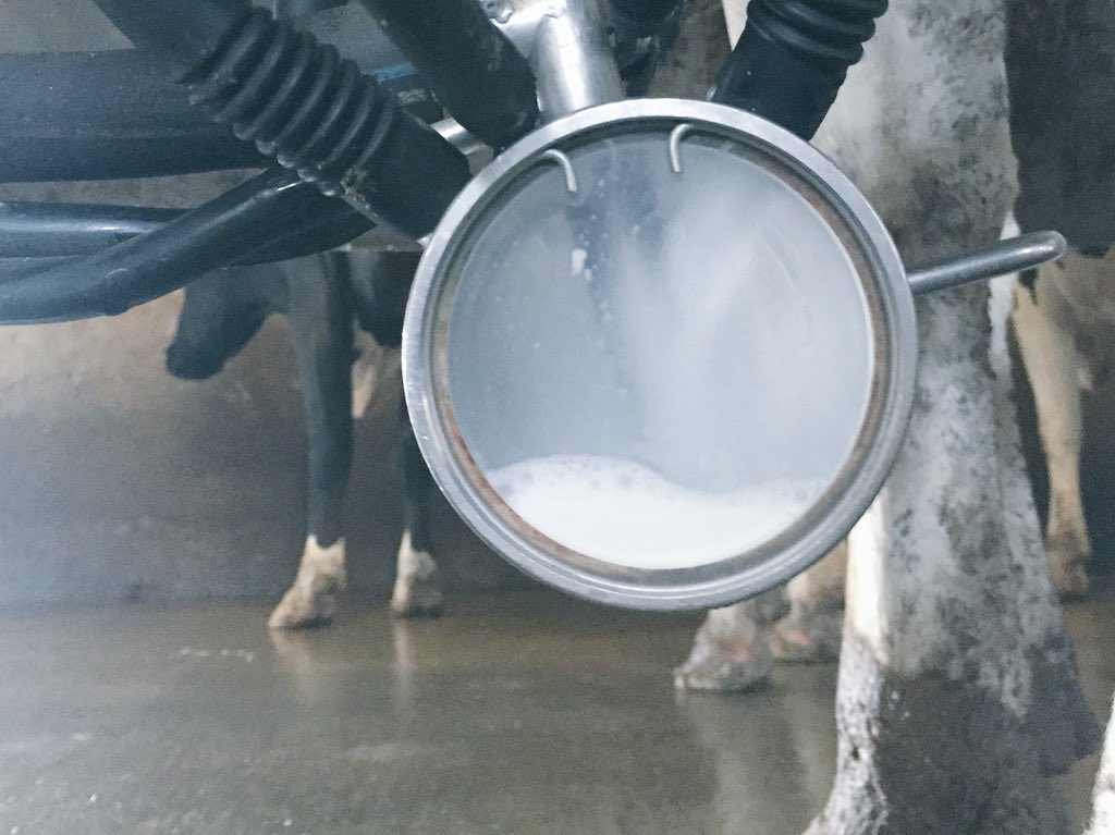 willgilmer40's tweet image. Now THIS is milk, made by cows not chemists. #undeniablydairy
