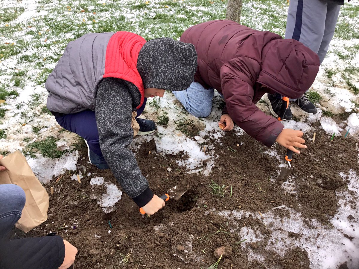 PatrickHazelton's tweet photo. 6th grade participated in a virtual lab to experiment with plant growth, determined the mass, measured the circumference, &amp; planted tulip bulbs. Now we will wait until spring to collect data as they begin to grow @journeynorthED @ClaypoolKnights #WCSmission #wcsSTEM https://t.co/iOa8a9fb8V